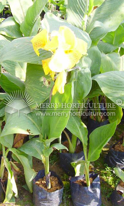 Canna thai yellow